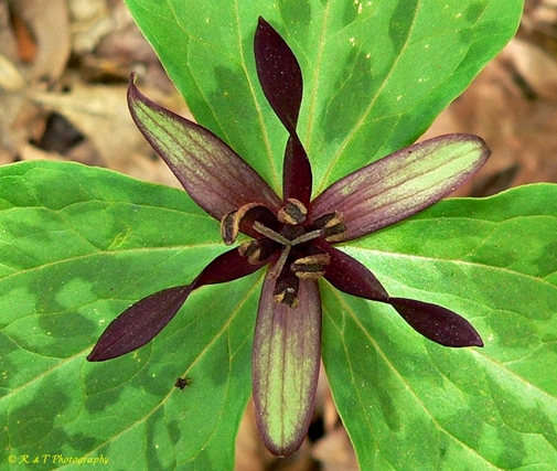 {Trillium stamineum}